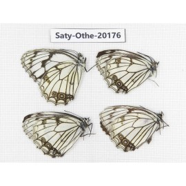 Melanargia asiatica. China, Yunnan, Xiangerila,  Weixi county. 4M. Saty-Othe-20176.