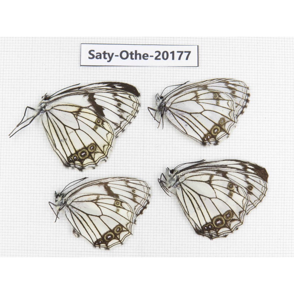 Melanargia asiatica. China, Yunnan, Xiangerila,  Weixi county. 4M. Saty-Othe-20177.