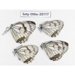Melanargia asiatica. China, Yunnan, Xiangerila,  Weixi county. 4M. Saty-Othe-20177.