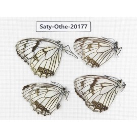 Melanargia asiatica. China, Yunnan, Xiangerila,  Weixi county. 4M. Saty-Othe-20177.