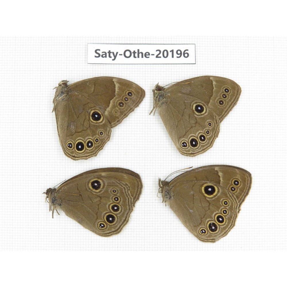 Lethe butleri. China, Yunnan, Xiangerila,  Weixi county. 4M. Saty-Othe-20196.