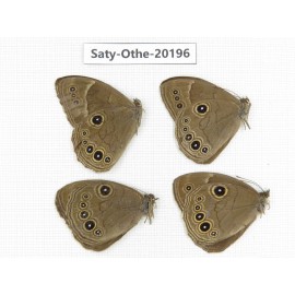 Lethe butleri. China, Yunnan, Xiangerila,  Weixi county. 4M. Saty-Othe-20196.