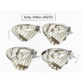 Melanargia leda. China, Yunnan, Xiangerila,  Weixi county. 4M. Saty-Othe-20255.