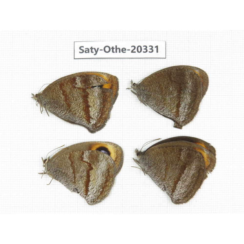 Callerebia polyphemus. China, Yunnan, Xiangerila,  Weixi county. 4M. Saty-Othe-20331.