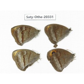 Callerebia polyphemus. China, Yunnan, Xiangerila,  Weixi county. 4M. Saty-Othe-20331.