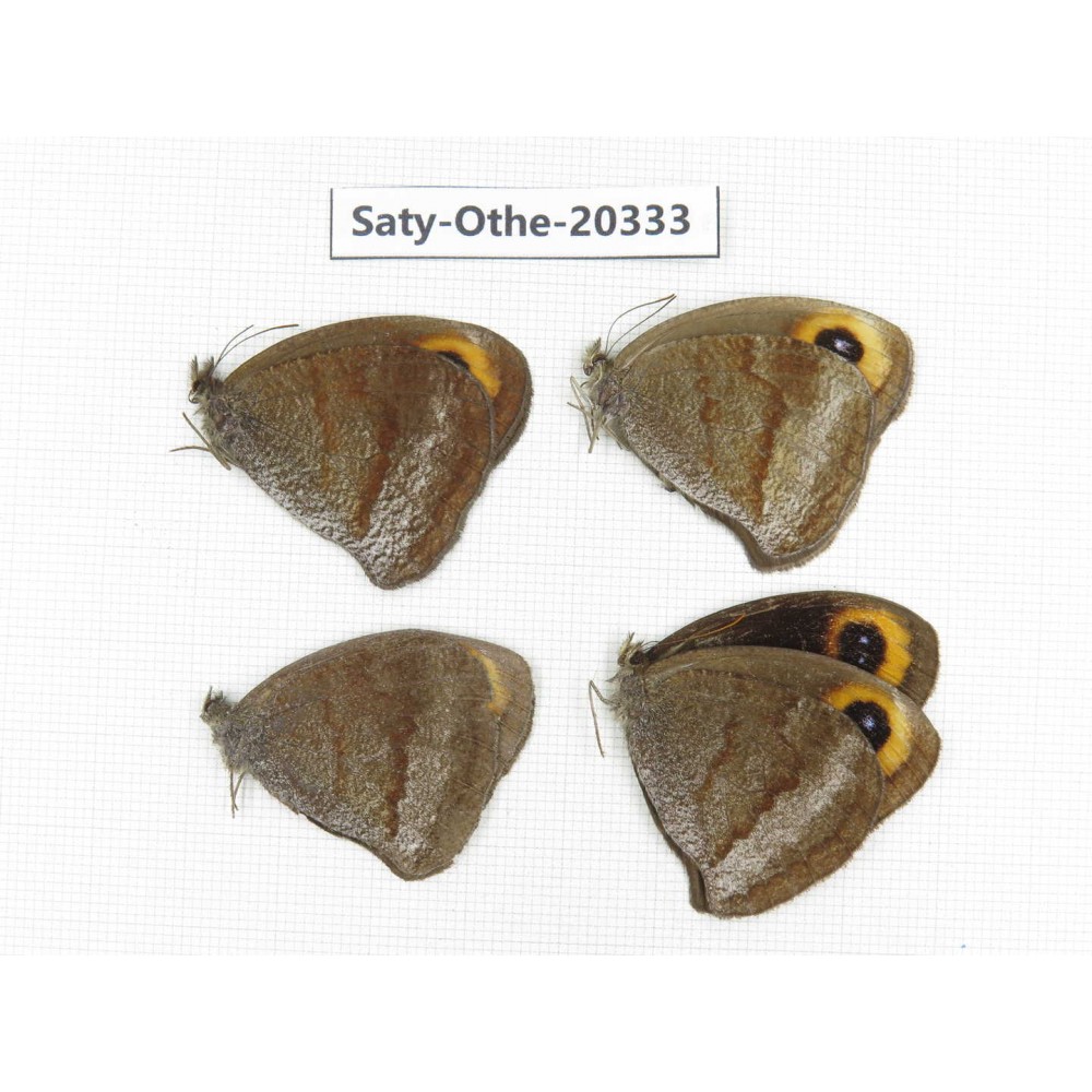 Callerebia polyphemus. China, Yunnan, Xiangerila,  Weixi county. 4M. Saty-Othe-20333.