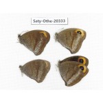 Callerebia polyphemus. China, Yunnan, Xiangerila,  Weixi county. 4M. Saty-Othe-20333.