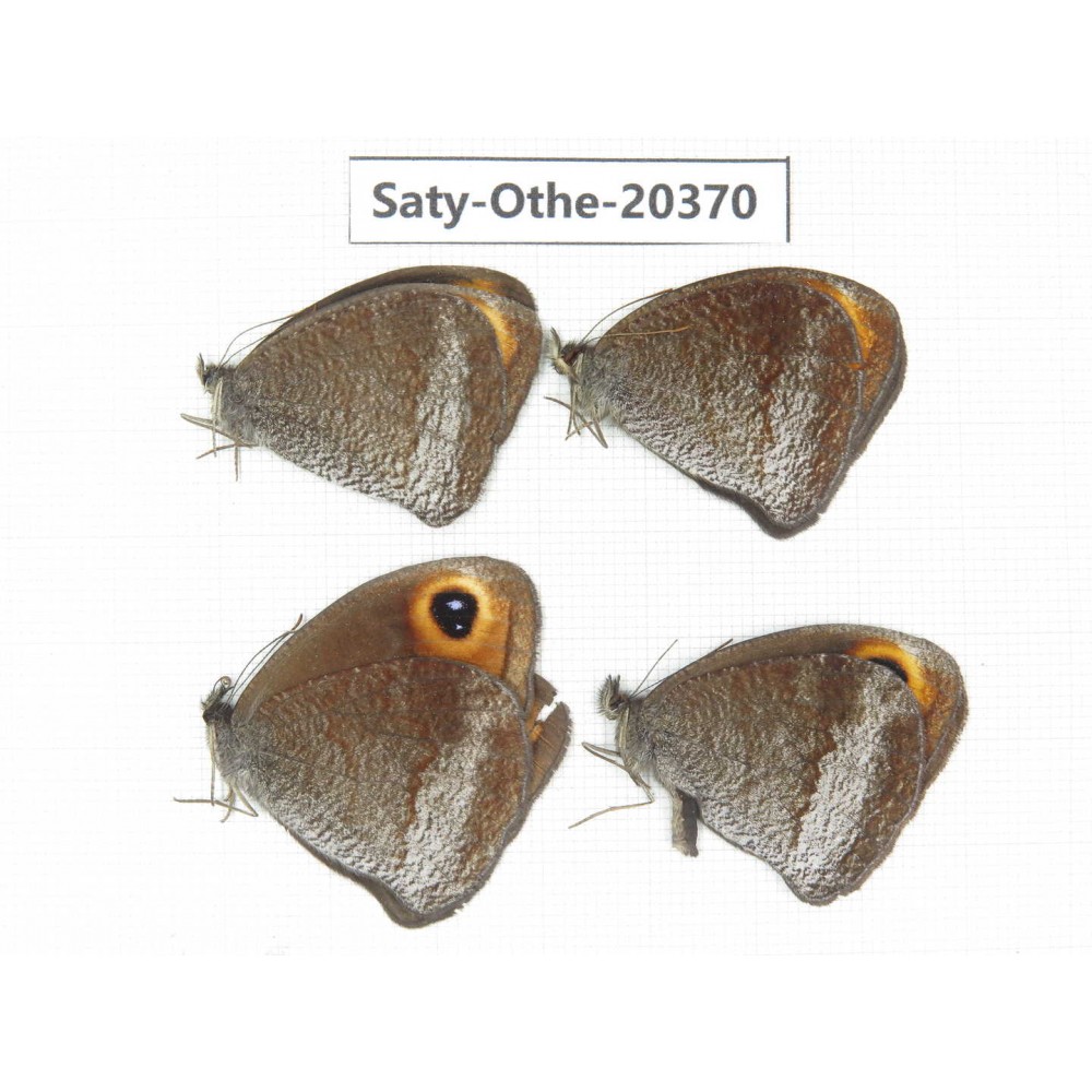 Callerebia polyphemus. China, Yunnan, Xiangerila, Mt.Meilixueshan. 4M. Saty-Othe-20370.