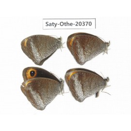 Callerebia polyphemus. China, Yunnan, Xiangerila, Mt.Meilixueshan. 4M. Saty-Othe-20370.