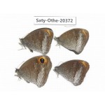 Callerebia polyphemus. China, Yunnan, Xiangerila, Mt.Meilixueshan. 4M. Saty-Othe-20372.