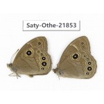 Lethe butleri. China, Yunnan, Xiangerila, S of Weixi county. 2M. Saty-Othe-21853.