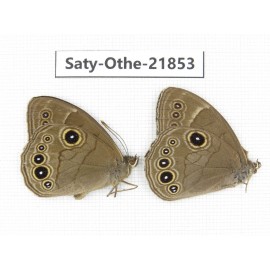 Lethe butleri. China, Yunnan, Xiangerila, S of Weixi county. 2M. Saty-Othe-21853.