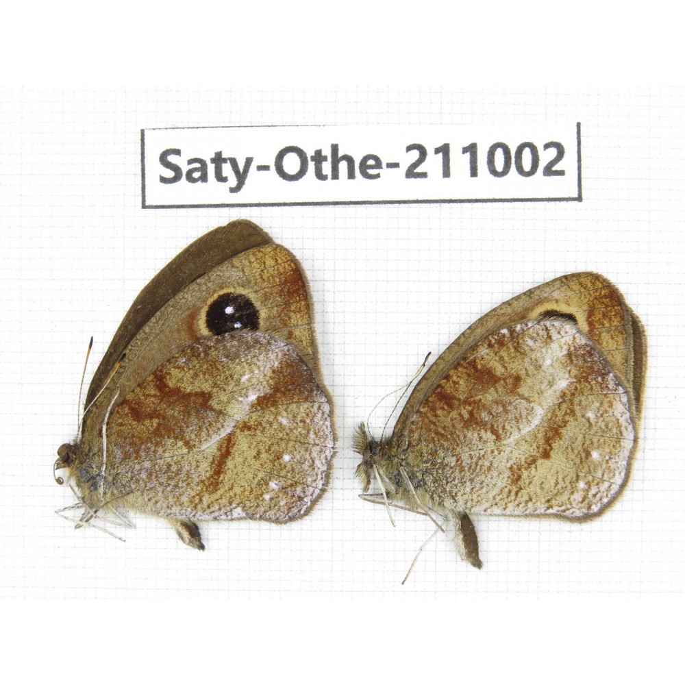 Hemadara delavayi. China, Yunnan, Xiangerila, S of Weixi county. 2M. Saty-Othe-211002.