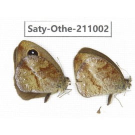 Hemadara delavayi. China, Yunnan, Xiangerila, S of Weixi county. 2M. Saty-Othe-211002.