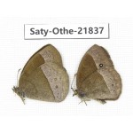 Mycalesis sp. China, Yunnan, Xiangerila, S of Weixi county. 1P. Saty-Othe-21837.
