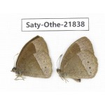 Mycalesis sp. China, Yunnan, Xiangerila, S of Weixi county. 1P. Saty-Othe-21838.