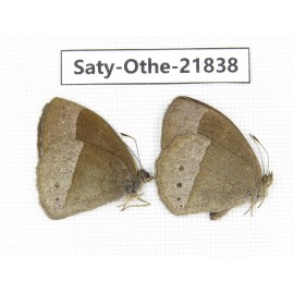 Mycalesis sp. China, Yunnan, Xiangerila, S of Weixi county. 1P. Saty-Othe-21838.