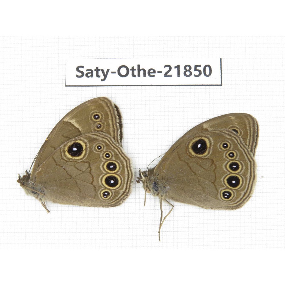 Lethe butleri. China, Yunnan, Xiangerila, S of Weixi county. 2M. Saty-Othe-21850.