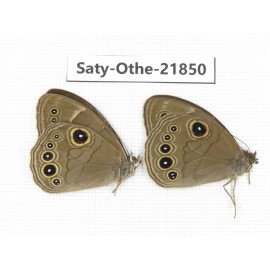 Lethe butleri. China, Yunnan, Xiangerila, S of Weixi county. 2M. Saty-Othe-21850.