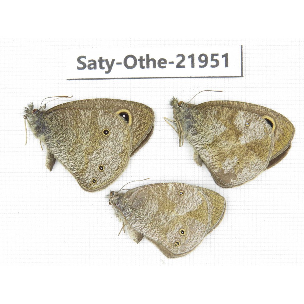 Ypthima sp. China, Yunnan, Xiangerila, S of Weixi county. 2M1F. Saty-Othe-21951.