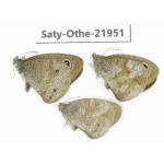 Ypthima sp. China, Yunnan, Xiangerila, S of Weixi county. 2M1F. Saty-Othe-21951.