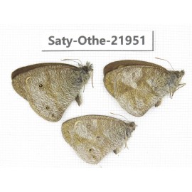 Ypthima sp. China, Yunnan, Xiangerila, S of Weixi county. 2M1F. Saty-Othe-21951.