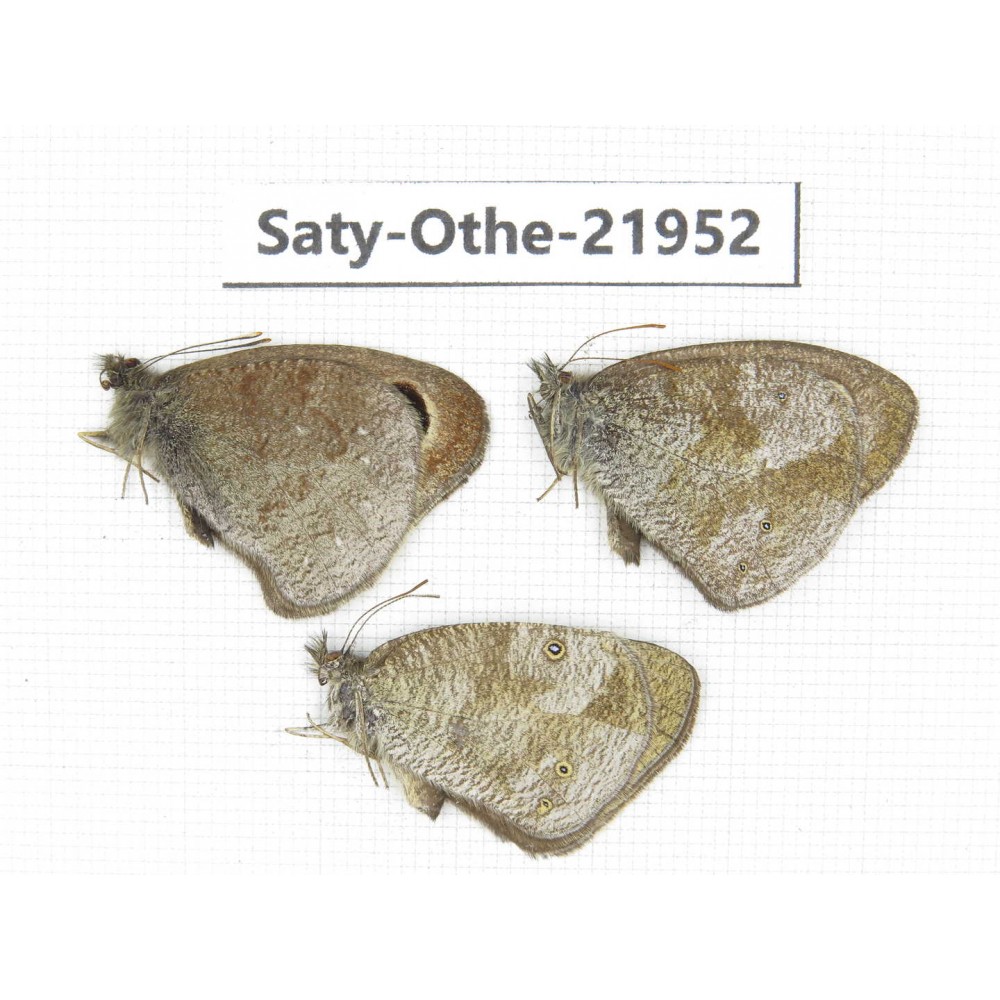 Ypthima sp. China, Yunnan, Xiangerila, S of Weixi county. 2M1F. Saty-Othe-21952.