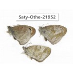 Ypthima sp. China, Yunnan, Xiangerila, S of Weixi county. 2M1F. Saty-Othe-21952.