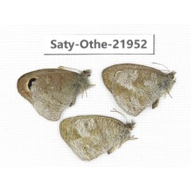 Ypthima sp. China, Yunnan, Xiangerila, S of Weixi county. 2M1F. Saty-Othe-21952.
