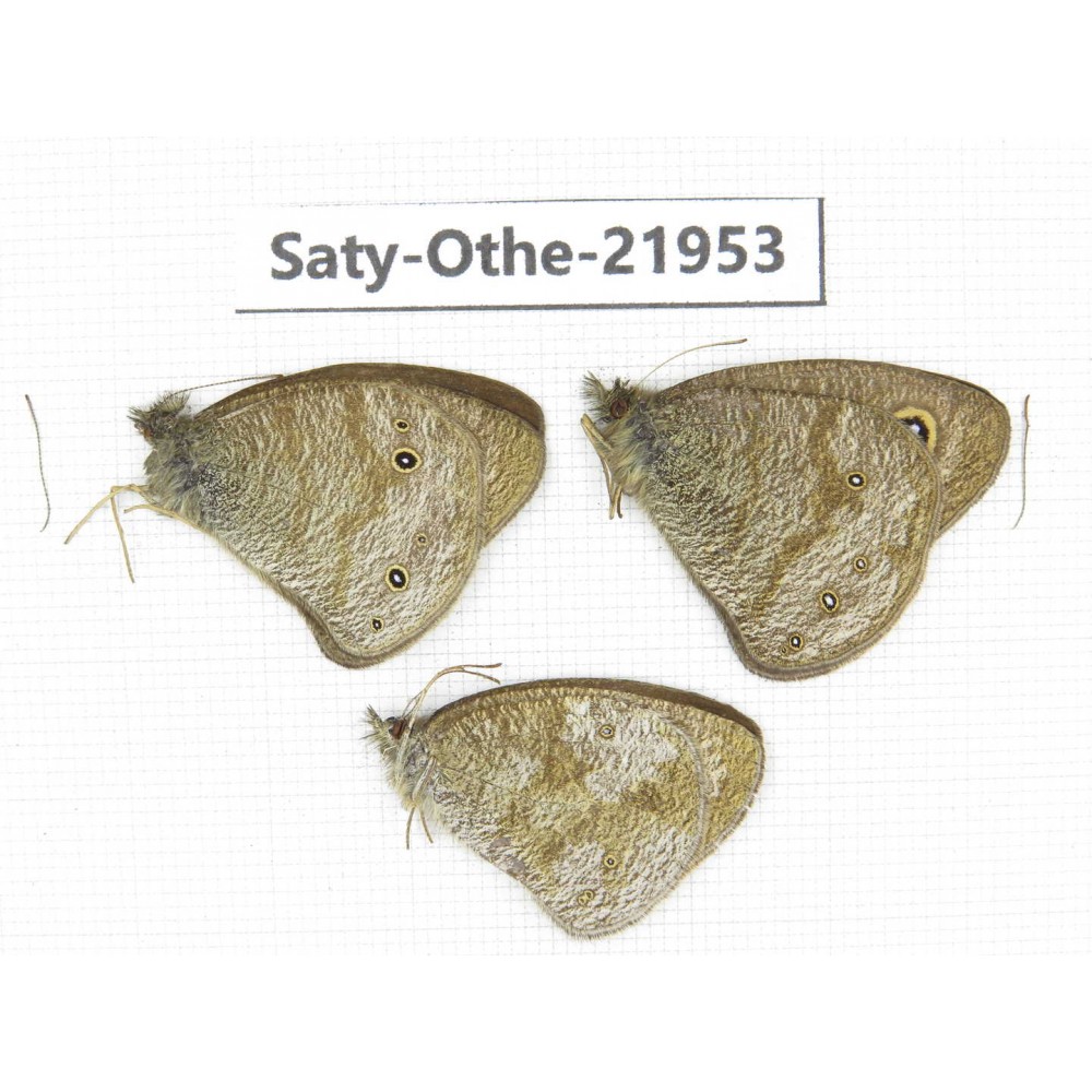 Ypthima sp. China, Yunnan, Xiangerila, S of Weixi county. 2M1F. Saty-Othe-21953.