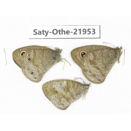 Ypthima sp. China, Yunnan, Xiangerila, S of Weixi county. 2M1F. Saty-Othe-21953.