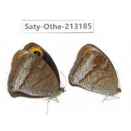 Callerebia polyphemus. China, Yunnan, Xiangerila, Weixi county, N of Mt.Yunling. 2M. Saty-Othe-213185.