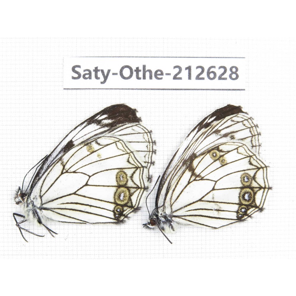 Melanargia asiatica. China, Yunnan, Xiangerila, Weixi county, N of Mt.Yunling. 2M. Saty-Othe-212628.