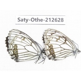 Melanargia asiatica. China, Yunnan, Xiangerila, Weixi county, N of Mt.Yunling. 2M. Saty-Othe-212628.