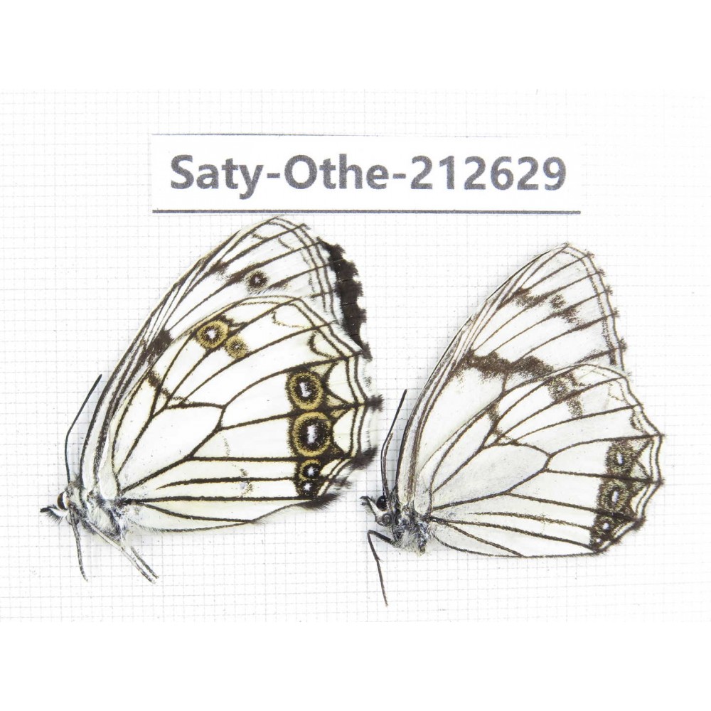 Melanargia asiatica. China, Yunnan, Xiangerila, Weixi county, N of Mt.Yunling. 2M. Saty-Othe-212629.