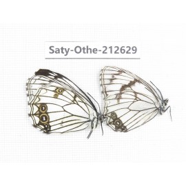 Melanargia asiatica. China, Yunnan, Xiangerila, Weixi county, N of Mt.Yunling. 2M. Saty-Othe-212629.
