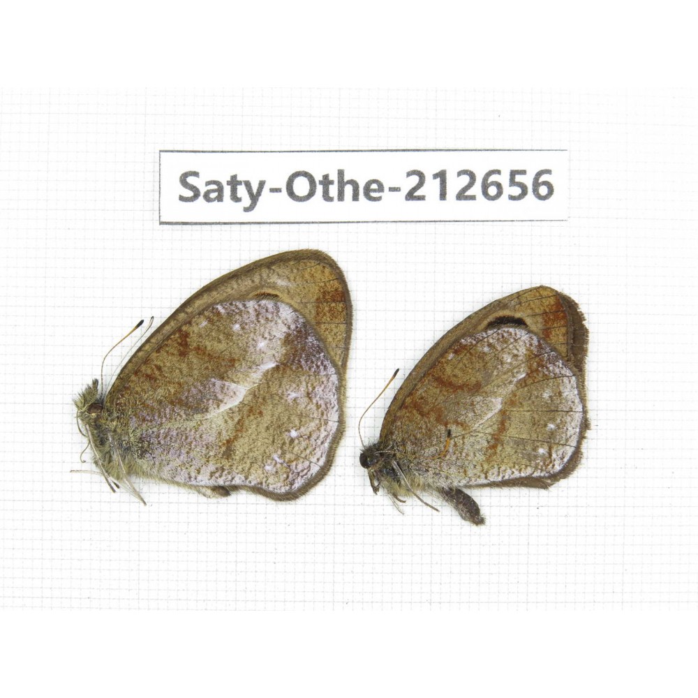 Hemadara delavayi. China, Yunnan, Xiangerila, Weixi county, N of Mt.Yunling. 2M. Saty-Othe-212656.