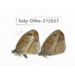 Hemadara delavayi. China, Yunnan, Xiangerila, Weixi county, N of Mt.Yunling. 2M. Saty-Othe-212657.