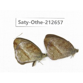 Hemadara delavayi. China, Yunnan, Xiangerila, Weixi county, N of Mt.Yunling. 2M. Saty-Othe-212657.
