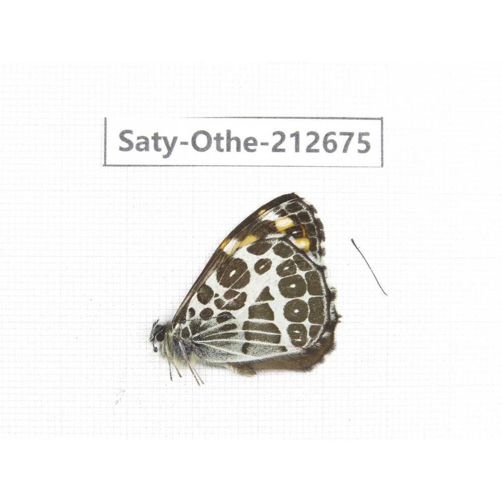 Tatinga thibetanus. China, Yunnan, Xiangerila, Weixi county, N of Mt.Yunling. 1M. Saty-Othe-212675.
