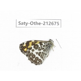 Tatinga thibetanus. China, Yunnan, Xiangerila, Weixi county, N of Mt.Yunling. 1M. Saty-Othe-212675.