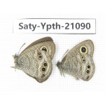 Ypthima sp. China, Guangxi, Baise, Mt.Cenwanglaoshan. 2M. Saty-Ypth-21090.