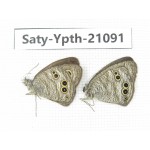 Ypthima sp. China, Guangxi, Baise, Mt.Cenwanglaoshan. 2M. Saty-Ypth-21091.