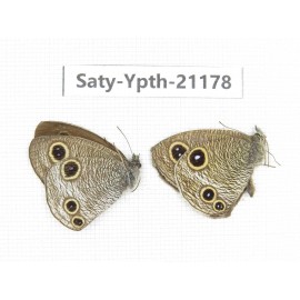 Ypthima sp. China, Sichuan, Ya'an, Shimian county. 2M. Saty-Ypth-21178.
