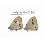 Ypthima sp. China, Sichuan, Ya'an, Shimian county. 2M. Saty-Ypth-21181.