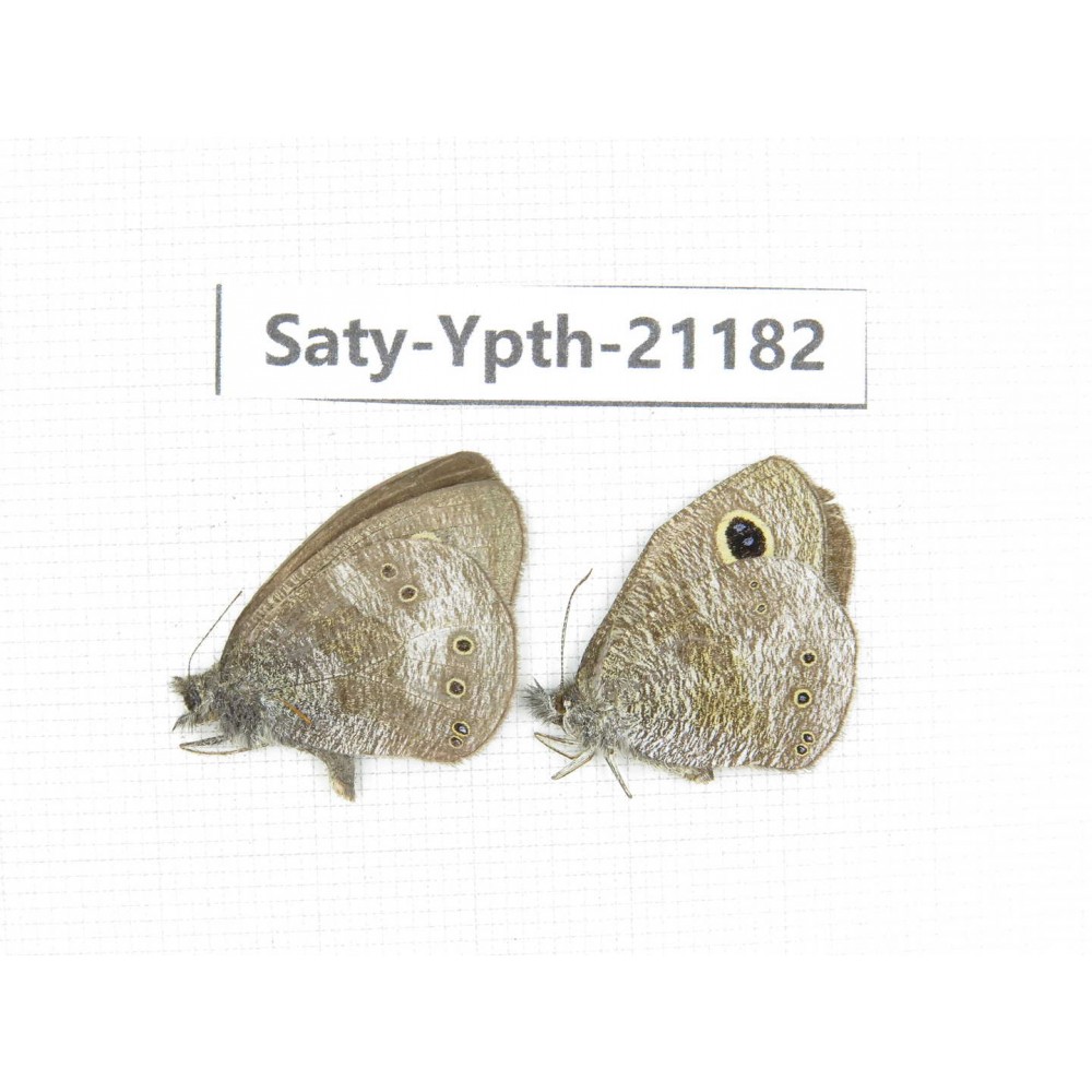 Ypthima sp. China, Sichuan, Ya'an, Shimian county. 2M. Saty-Ypth-21182.