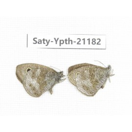 Ypthima sp. China, Sichuan, Ya'an, Shimian county. 2M. Saty-Ypth-21182.