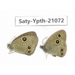 Ypthima sp. China, Tibet, Linzhi, Bomi county. 1P. Saty-Ypth-21072.