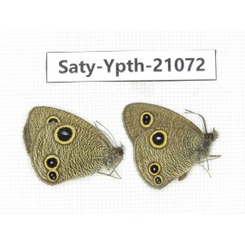 Ypthima sp. China, Tibet, Linzhi, Bomi county. 1P. Saty-Ypth-21072.