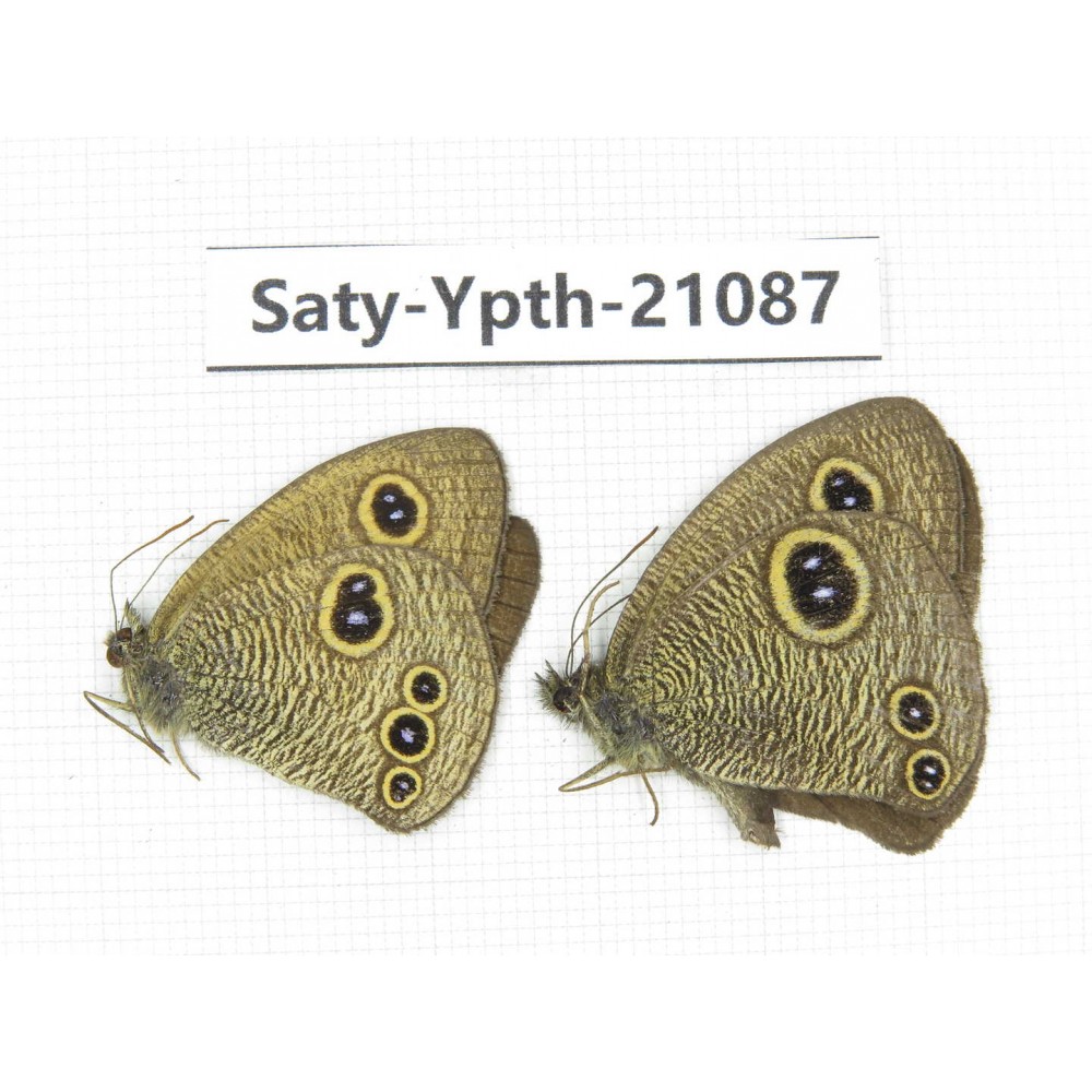Ypthima sp. China, Tibet, Linzhi, Bomi county. 2M. Saty-Ypth-21087.